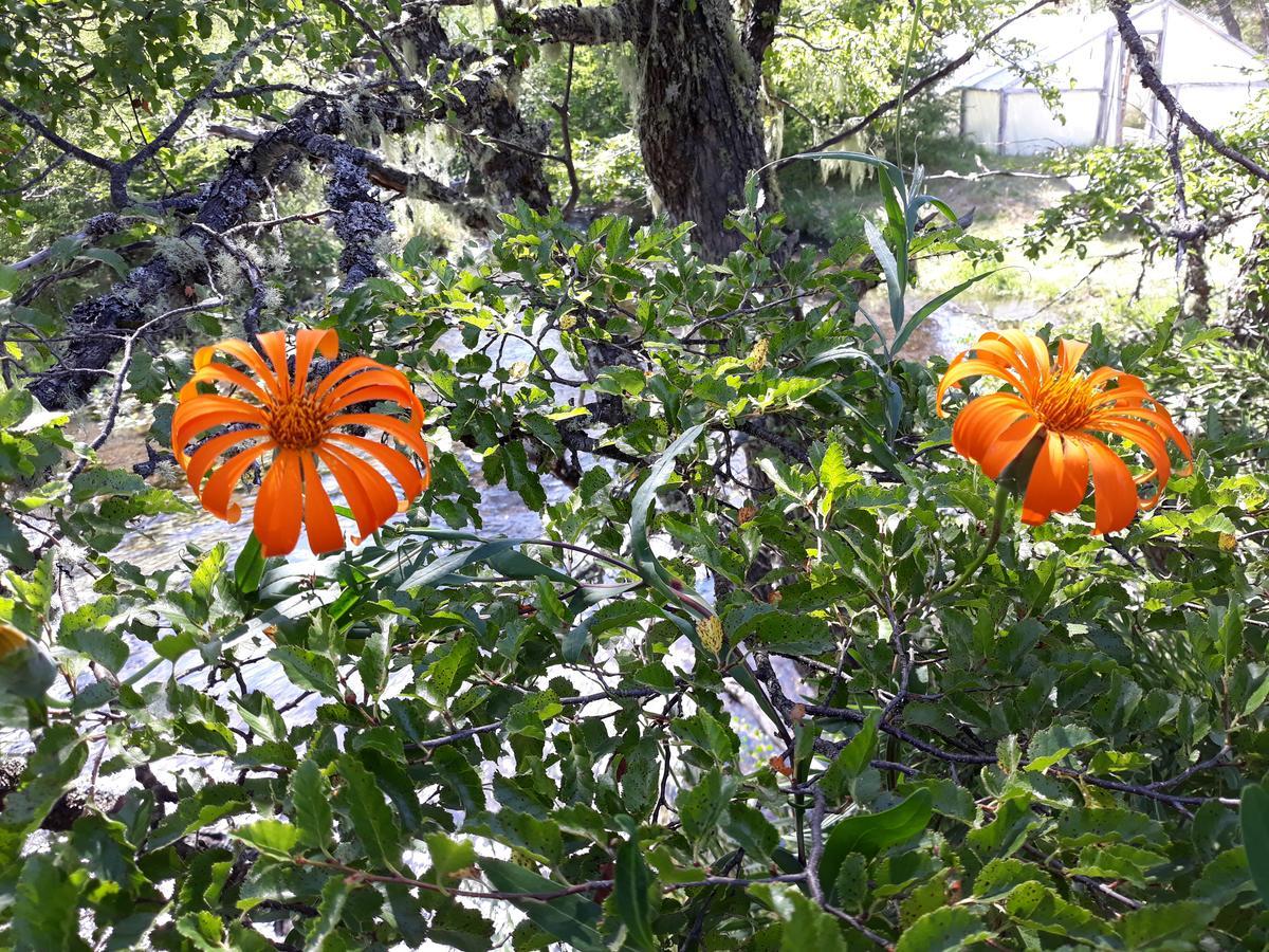 Villa Parque Amavida Malalcahuello Esterno foto